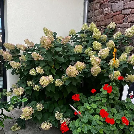 Les Du Marlenberg בית הארחה מרלנהיים